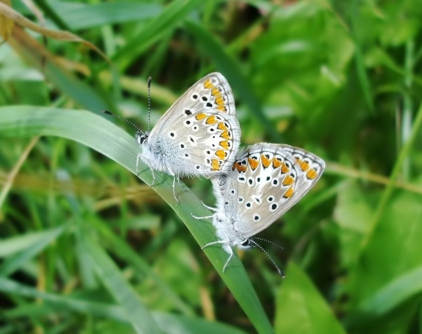 Farfalle di Valtellina, Valchiavenna, V.Poschiavo, Bregaglia